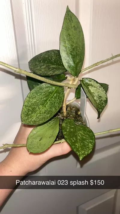 plant/Hoya Patcharawalai 023 Splash 💦-1-thumbnail
