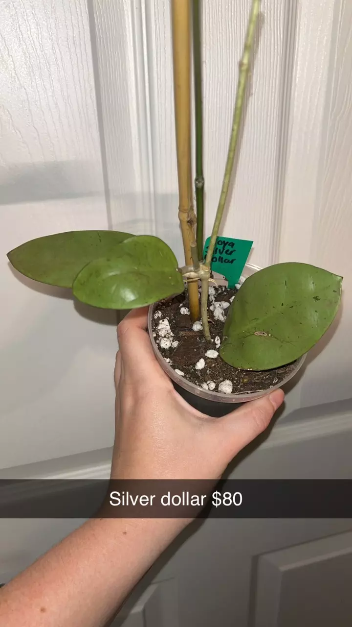 plant/Hoya Silver Dollar-0