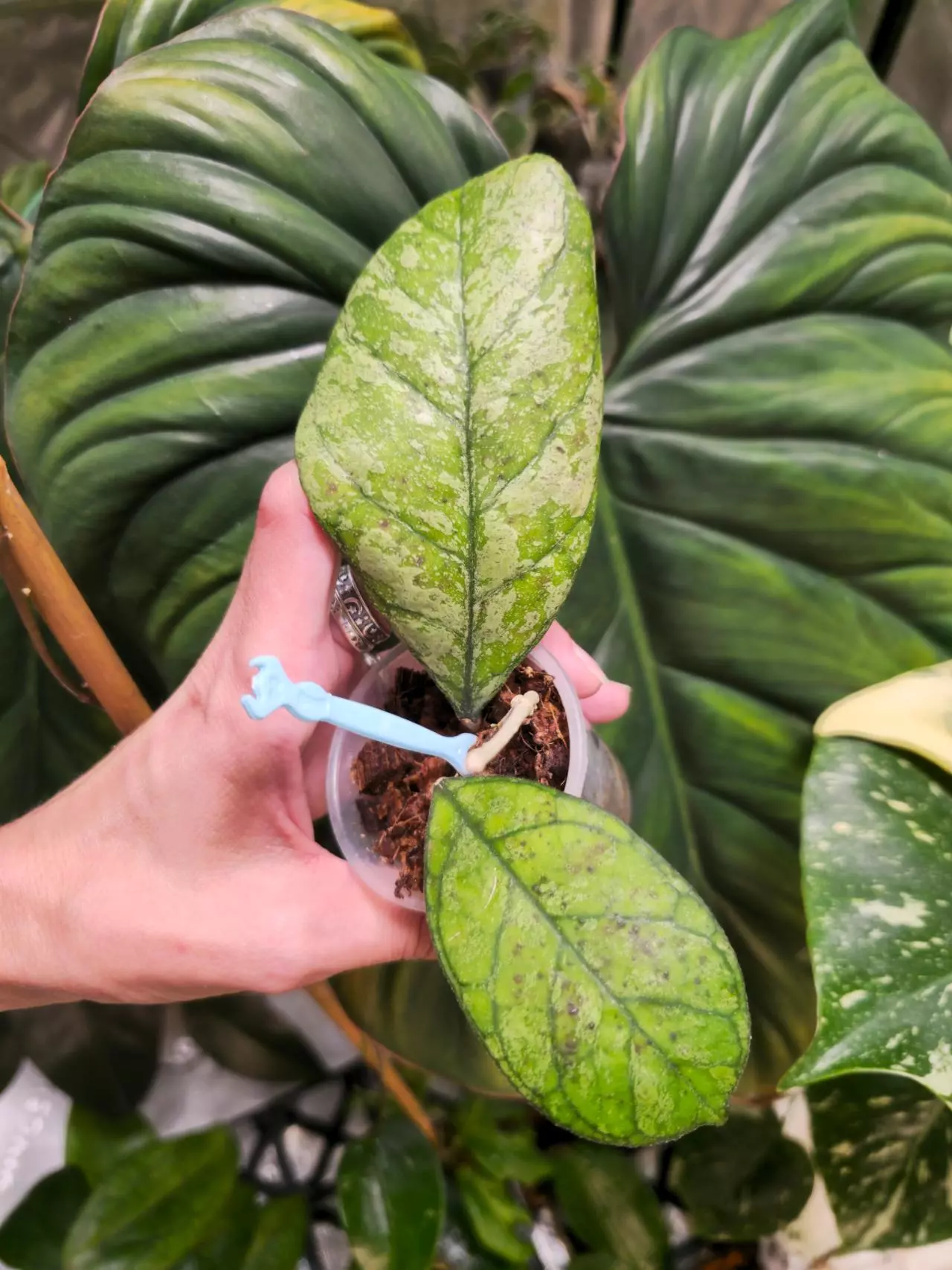 plant/💫Hoya AH0001, splash, well rooted, uncommon-0