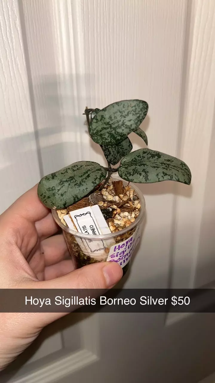 plant/Hoya Sigillatis Borneo Silver-0