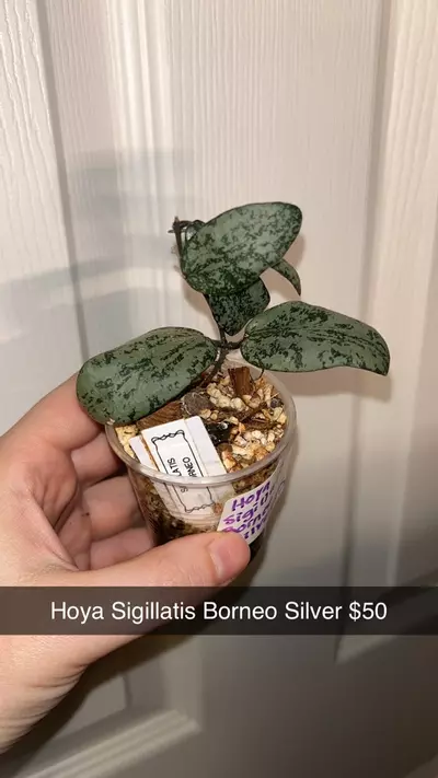 plant/Hoya Sigillatis Borneo Silver-0-thumbnail