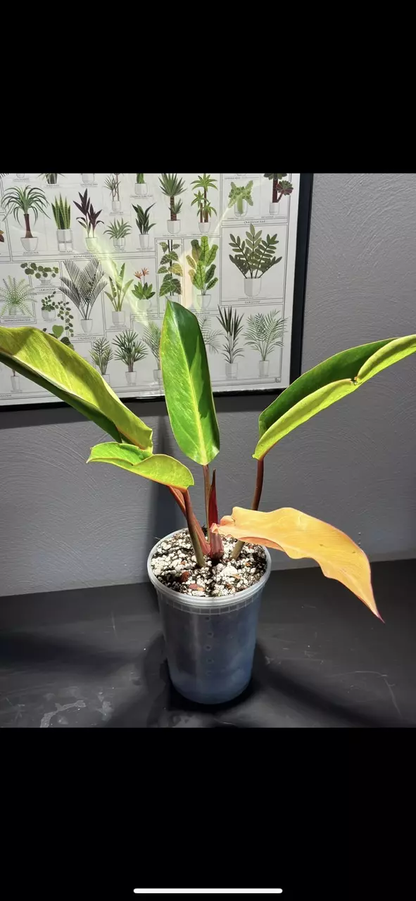 plant/Philodendron firebird cutting-1