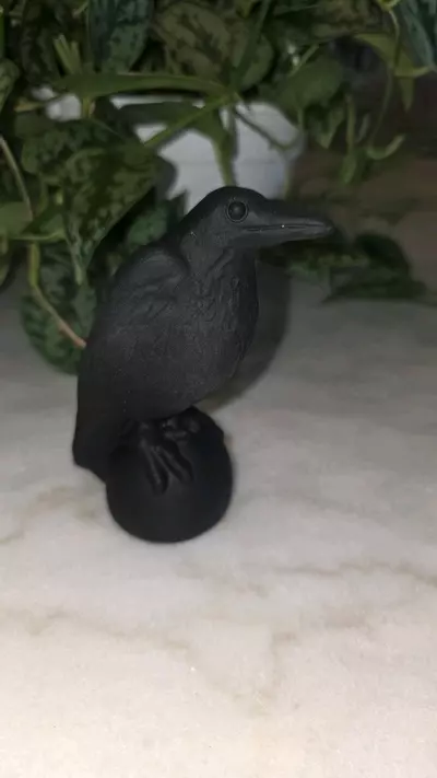 plant/Black Obsidian Raven Crow-0-thumbnail