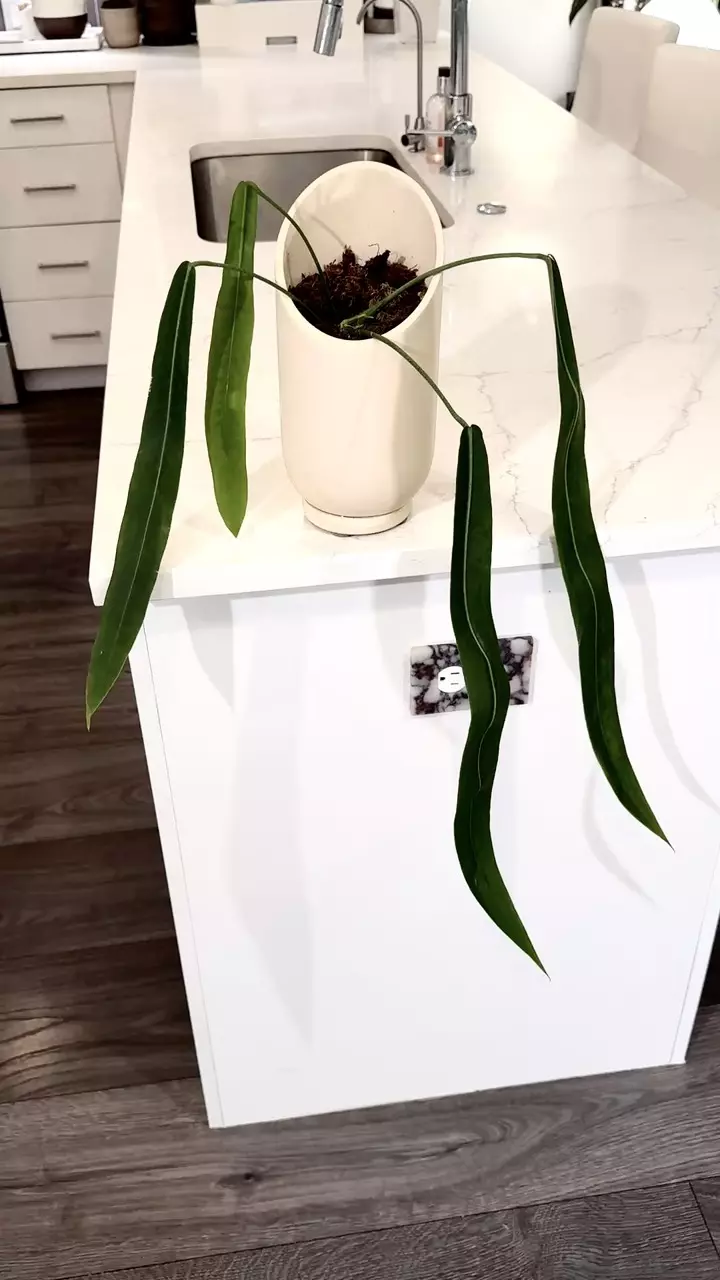 plant/Anthurium Pallidiflorum 2ft long leaf blades-0