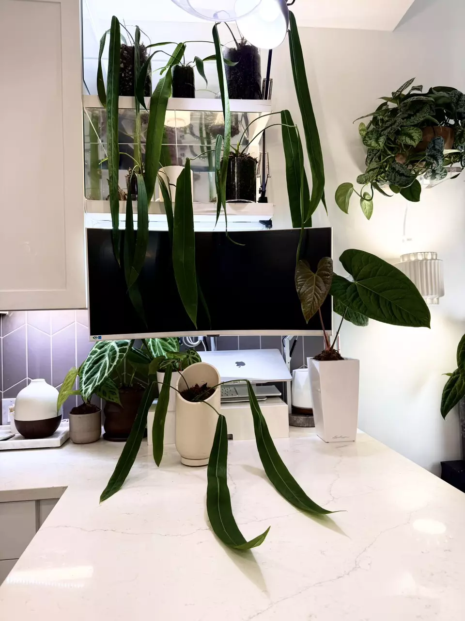 plant/Anthurium Pallidiflorum 2ft long leaf blades-2