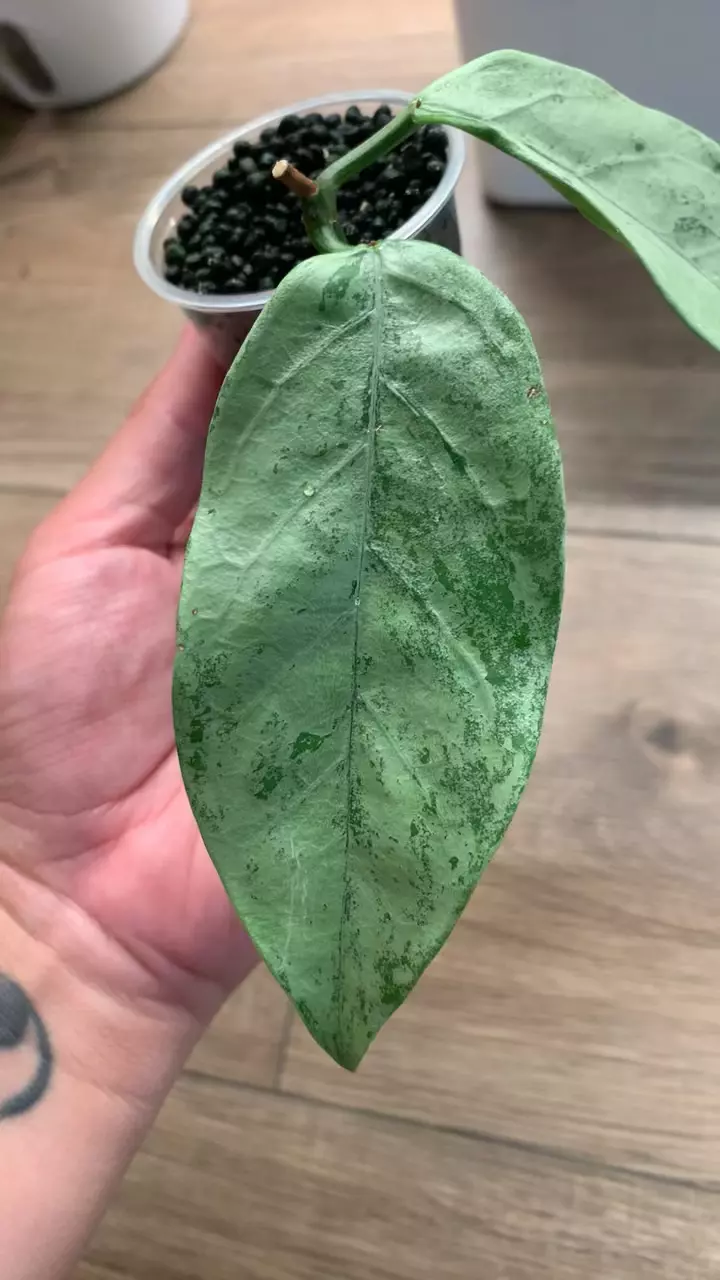 plant/Hoya coriacea silver-0