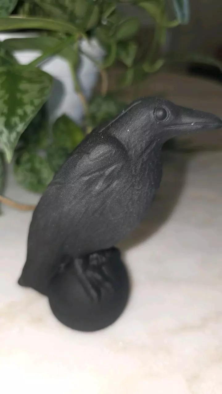 plant/Black Obsidian Raven Crow-1