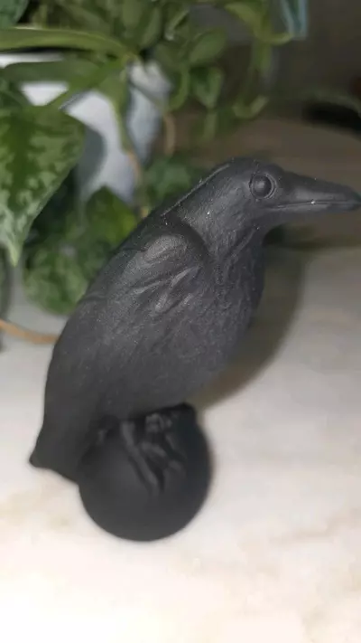 plant/Black Obsidian Raven Crow-1-thumbnail