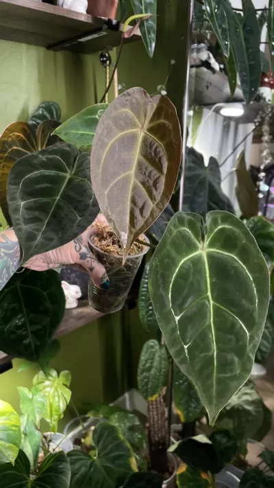 plant/Anthurium Dark Forgetii x Crystal Sky-3-thumbnail