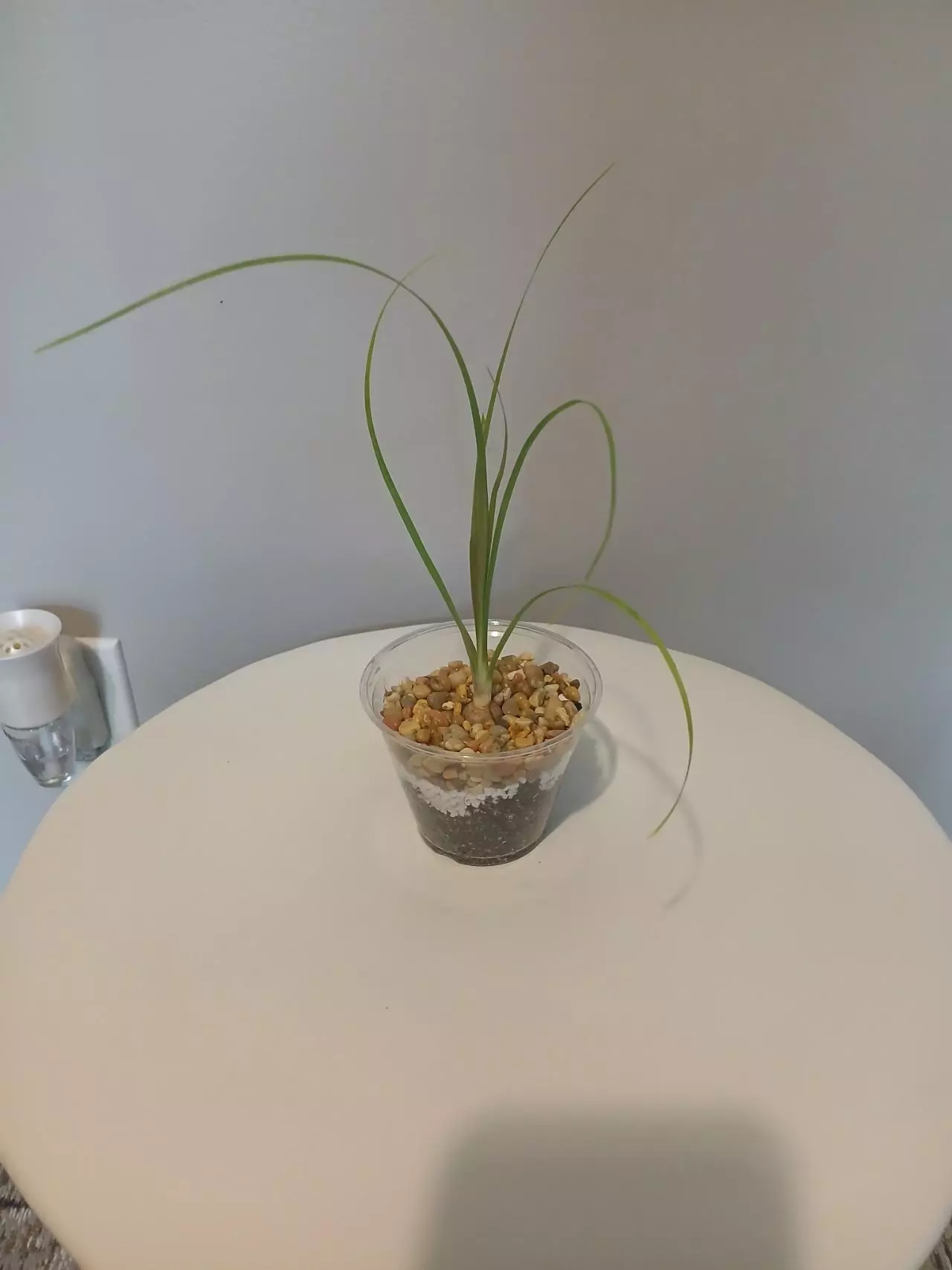 plant/Ponytail Palm Starter-0
