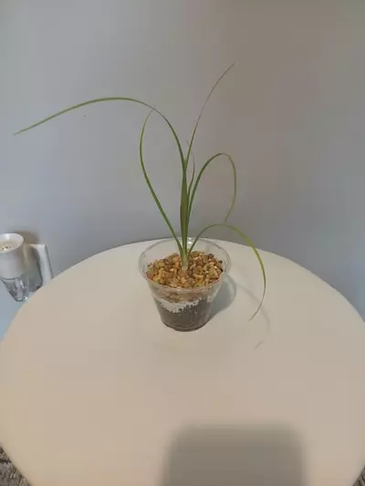 plant/Ponytail Palm Starter-0-thumbnail