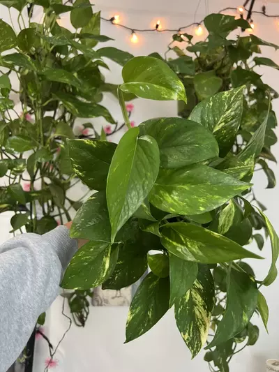 plant/4” Full  Golden Pothos-2-thumbnail