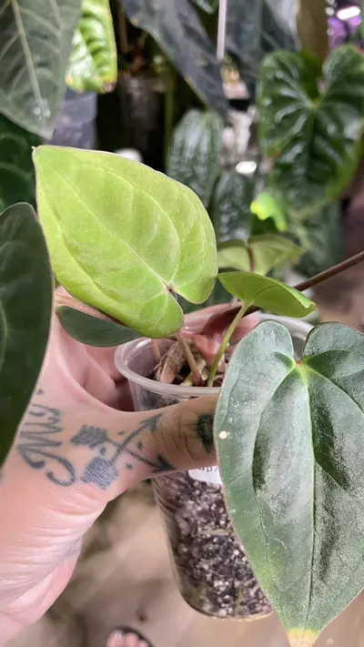 plant/Anthurium Long Bullet Pap / Carla X Besseae-3-thumbnail