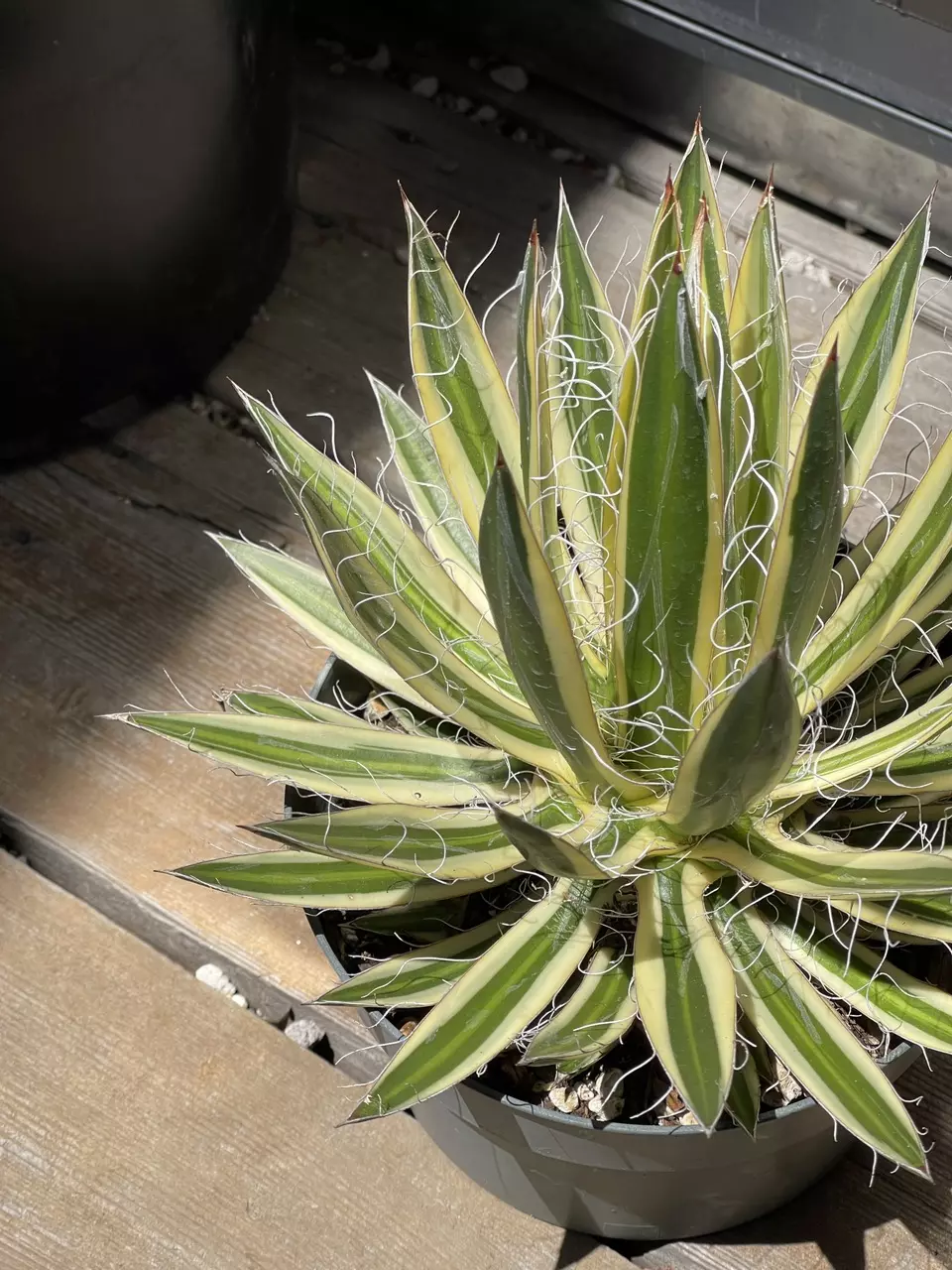 plant/Agave Schidigera ‘Shira Ito No Ohi’ Royal Flush-1