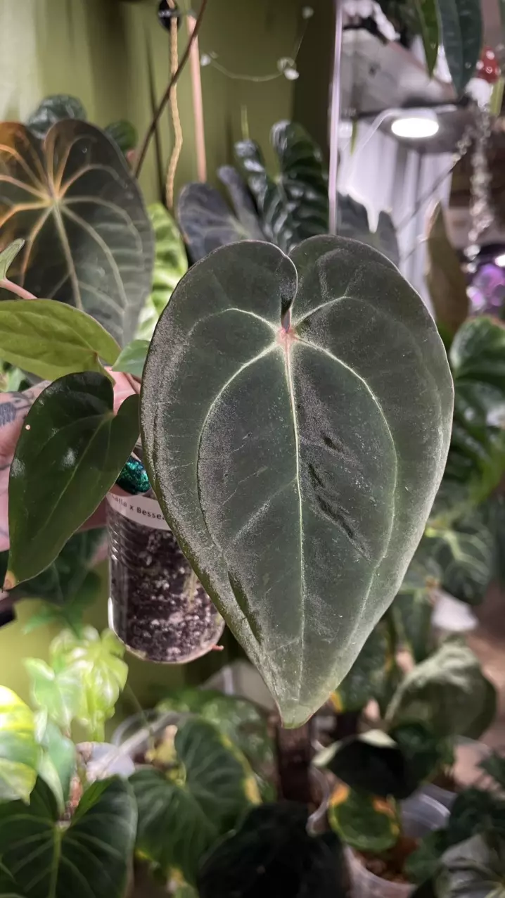 plant/Anthurium Long Bullet Pap / Carla X Besseae-0