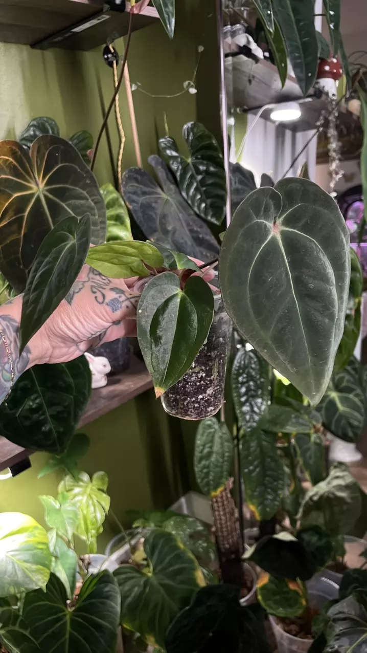 plant/Anthurium Long Bullet Pap / Carla X Besseae-1