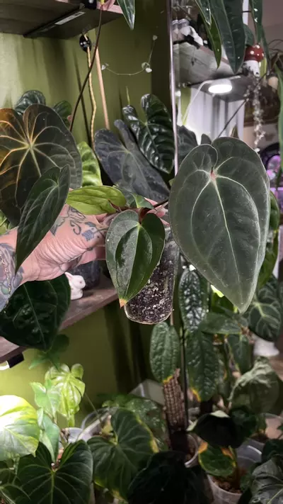 plant/Anthurium Long Bullet Pap / Carla X Besseae-1-thumbnail