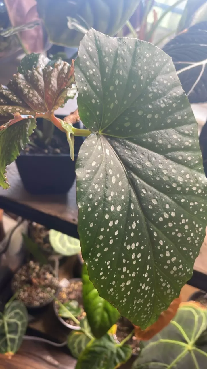 plant/Angel wing Begonia-1