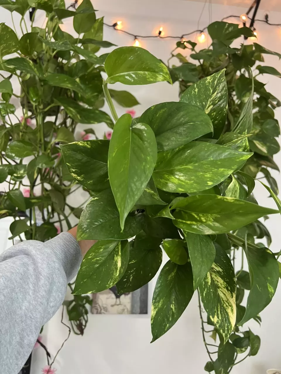 plant/4” Full  Golden Pothos-0