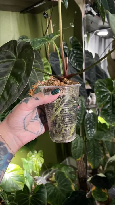 plant/Anthurium Dark Forgetii x Crystal Sky-4-thumbnail