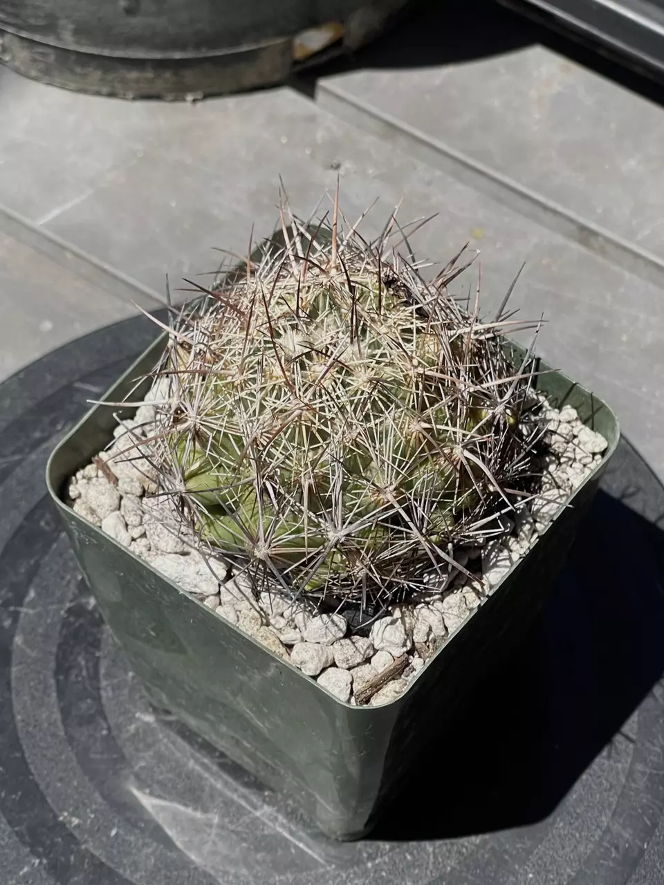 plant/Coryphantha Cornifera (Rhinoceros Cactus)-1