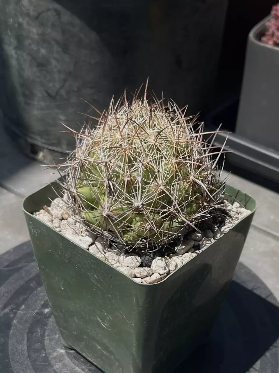 plant/Coryphantha Cornifera (Rhinoceros Cactus)-0