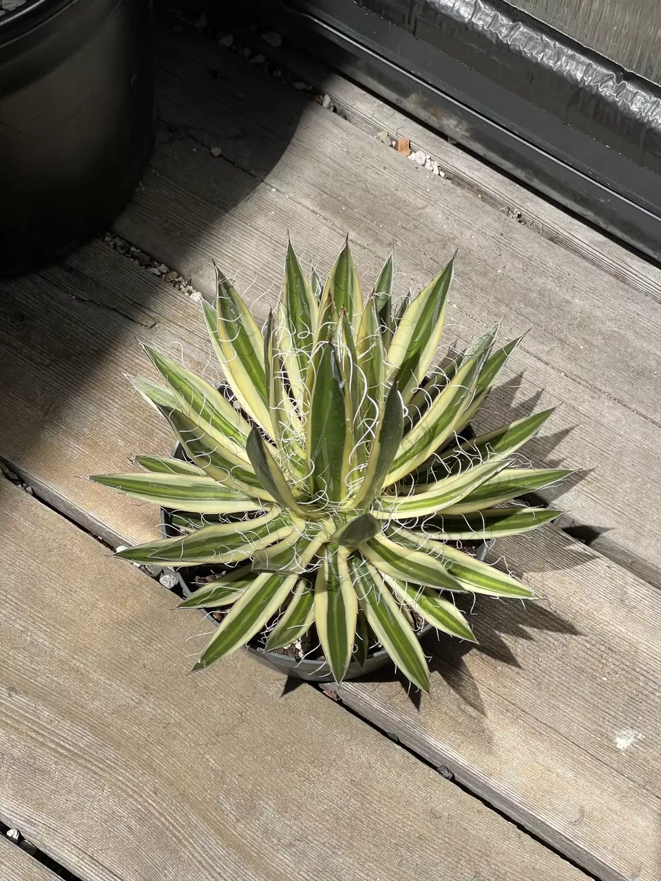 plant/Agave Schidigera ‘Shira Ito No Ohi’ Royal Flush-0