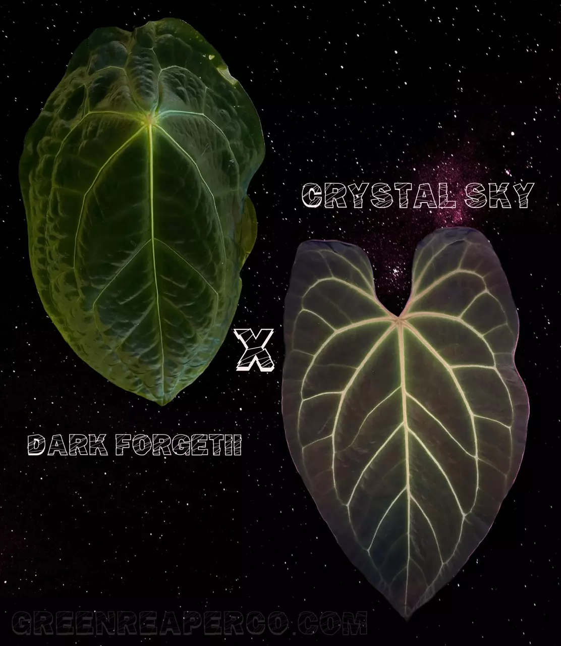 plant/Anthurium Dark Forgetii x Crystal Sky-5