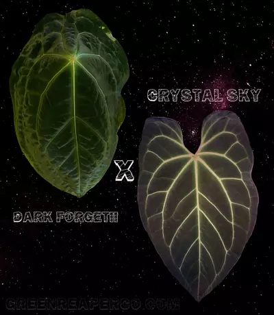 plant/Anthurium Dark Forgetii x Crystal Sky-5-thumbnail