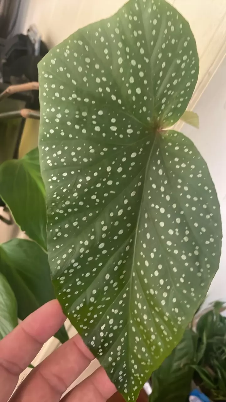 plant/Angel wing Begonia-0