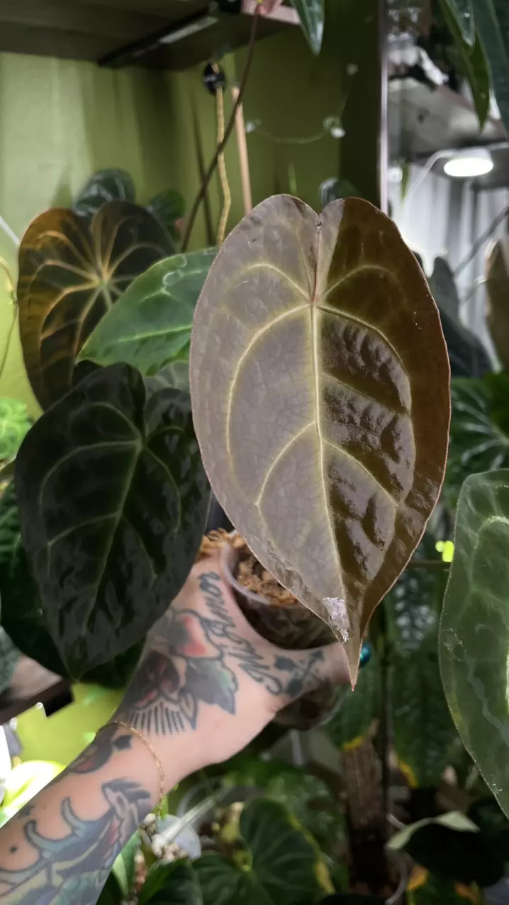 plant/Anthurium Dark Forgetii x Crystal Sky-1
