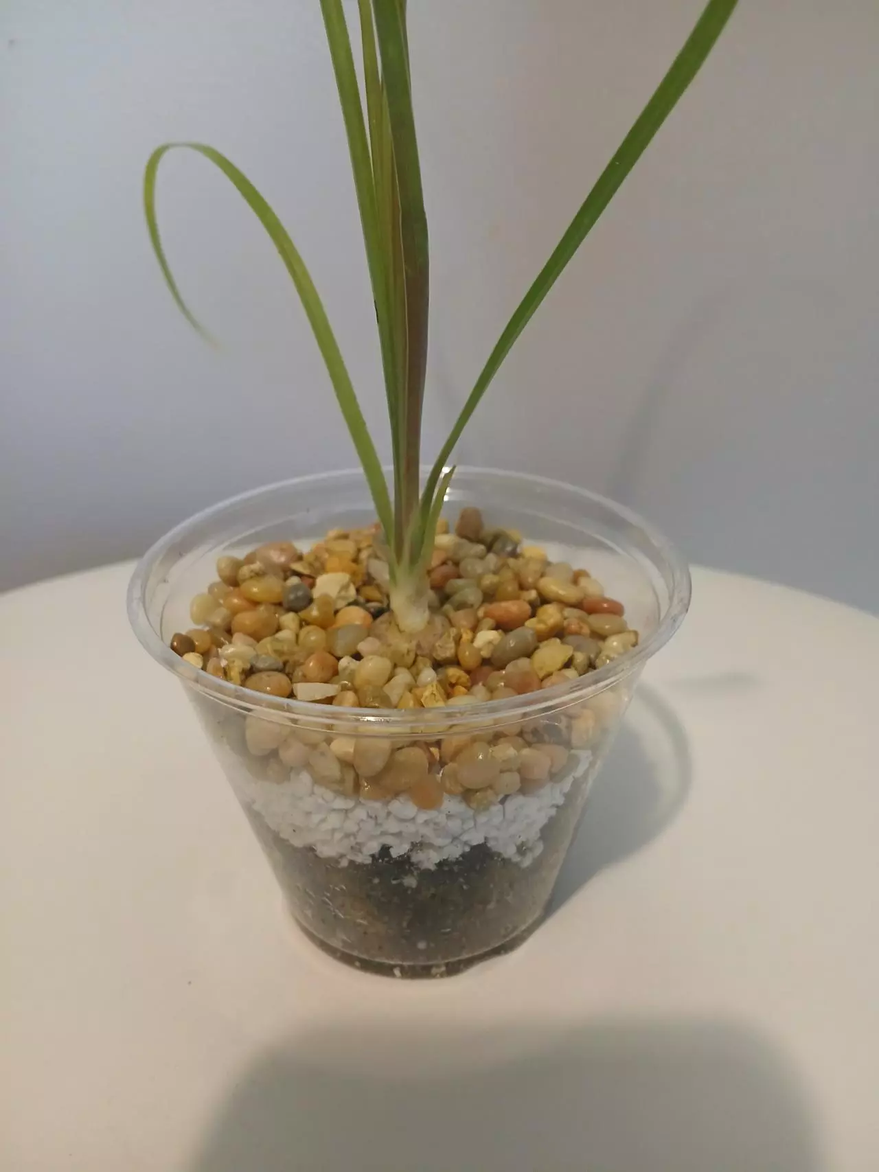 plant/Ponytail Palm Starter-2