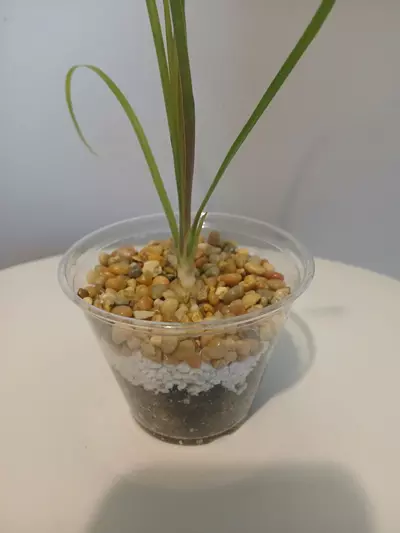 plant/Ponytail Palm Starter-2-thumbnail