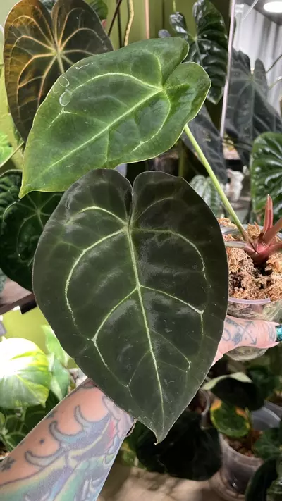plant/Anthurium Dark Forgetii x Crystal Sky-2-thumbnail