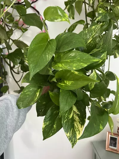 plant/4” Full  Golden Pothos-3-thumbnail