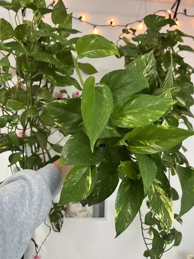 plant/4” Full  Golden Pothos-1-thumbnail