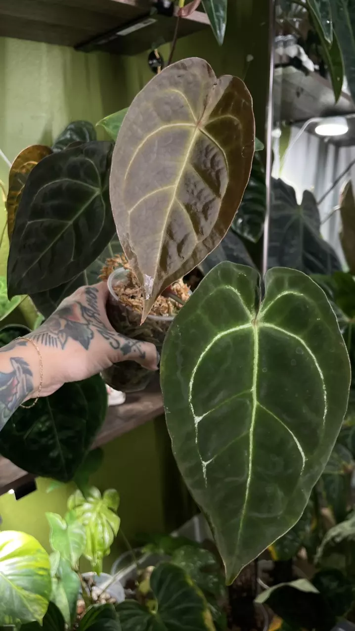 plant/Anthurium Dark Forgetii x Crystal Sky-0