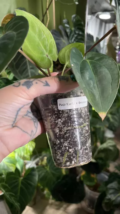 plant/Anthurium Long Bullet Pap / Carla X Besseae-4-thumbnail