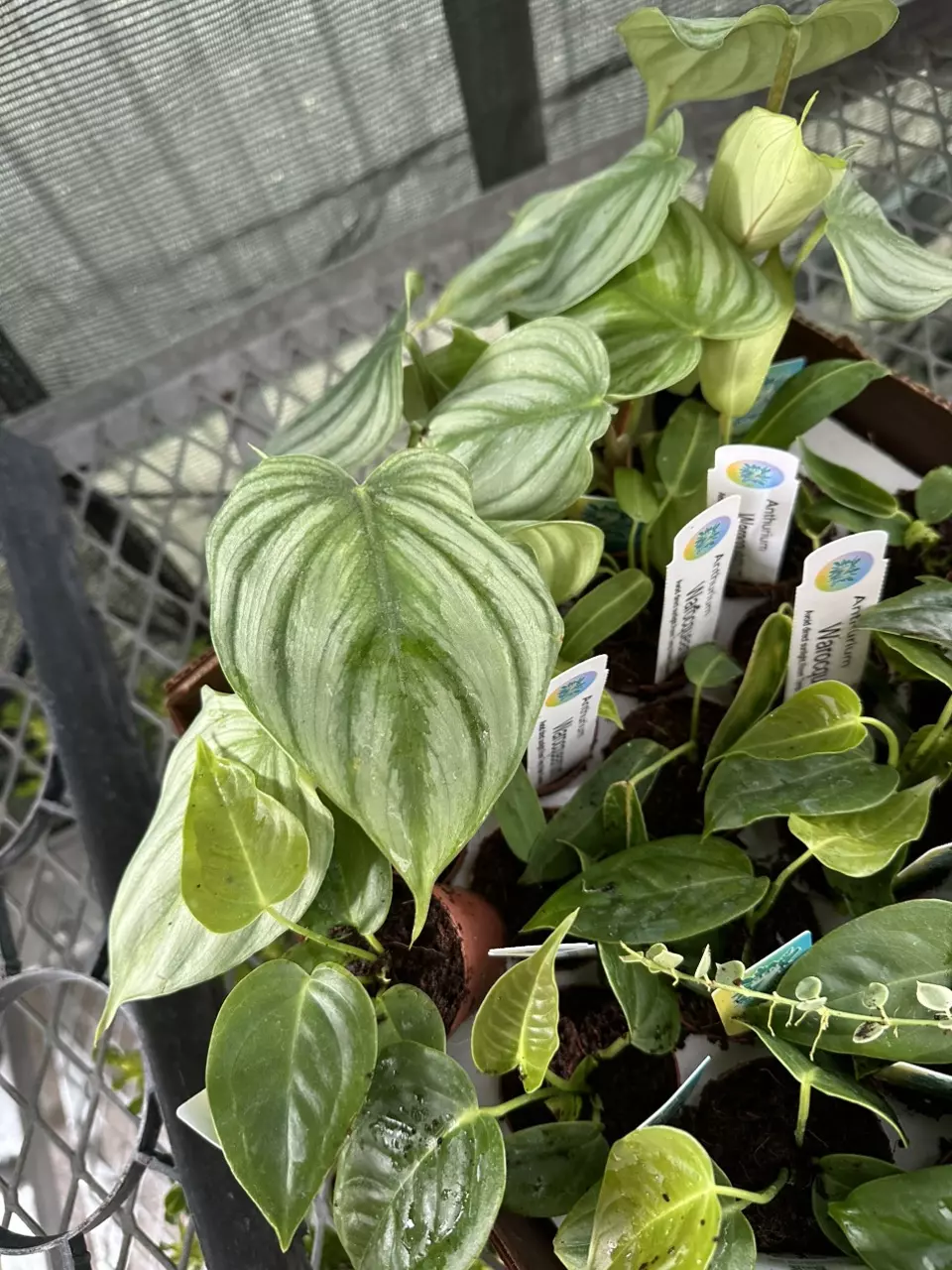 plant/Mini assortment pack - sellers choice  value $45-0