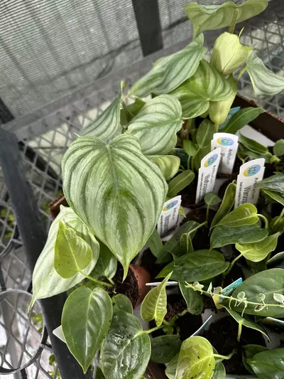 plant/Mini assortment pack - sellers choice  value $45-0-thumbnail