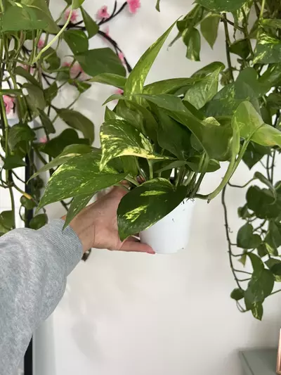 plant/4” Full  Golden Pothos-4-thumbnail