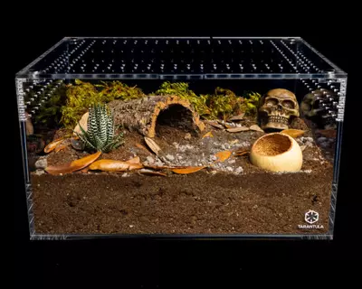 plant/5 gallon terrestrial terrarium-0-thumbnail