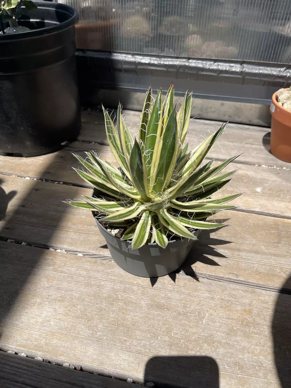plant/Agave Schidigera ‘Shira Ito No Ohi’ Royal Flush-2