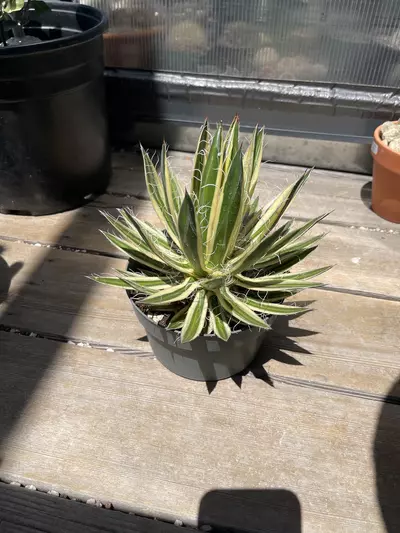 plant/Agave Schidigera ‘Shira Ito No Ohi’ Royal Flush-2-thumbnail
