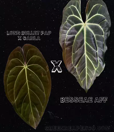 plant/Anthurium Long Bullet Pap / Carla X Besseae-5-thumbnail