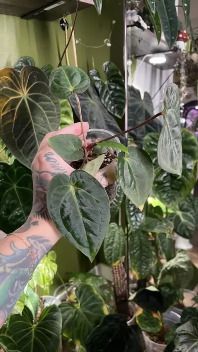 plant/Anthurium Long Bullet Pap / Carla X Besseae-2-thumbnail