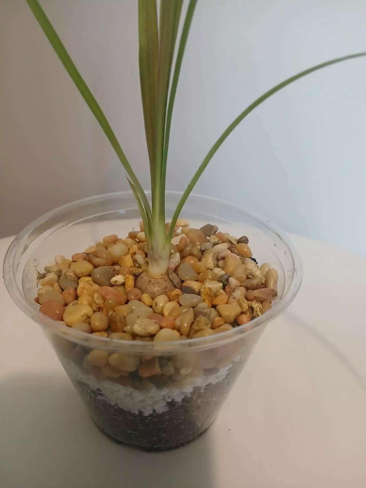 plant/Ponytail Palm Starter-1