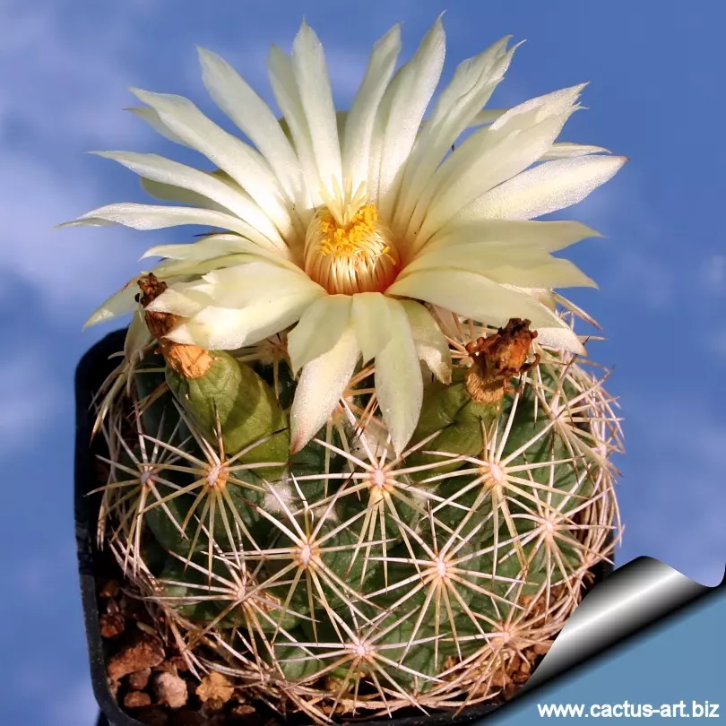 plant/Coryphantha Cornifera (Rhinoceros Cactus)-2