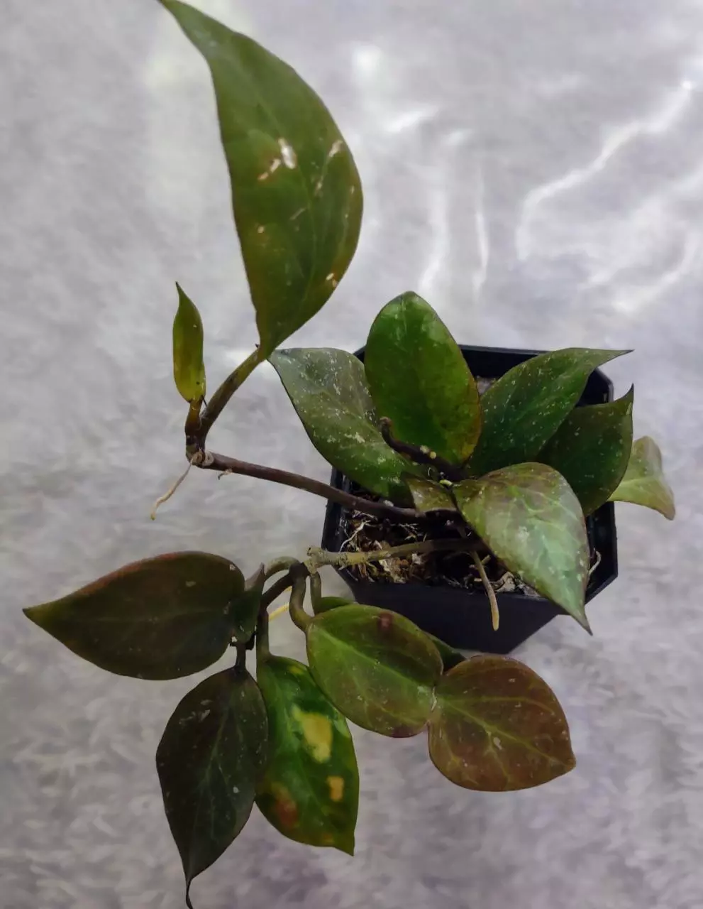 plant/Hoya Sunrise 🌞 (#129)-0