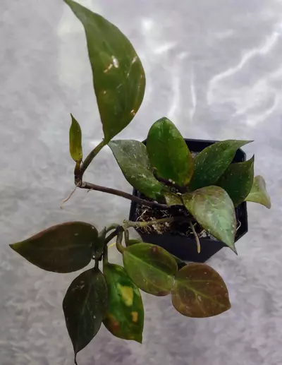 plant/Hoya Sunrise 🌞 (#129)-0-thumbnail